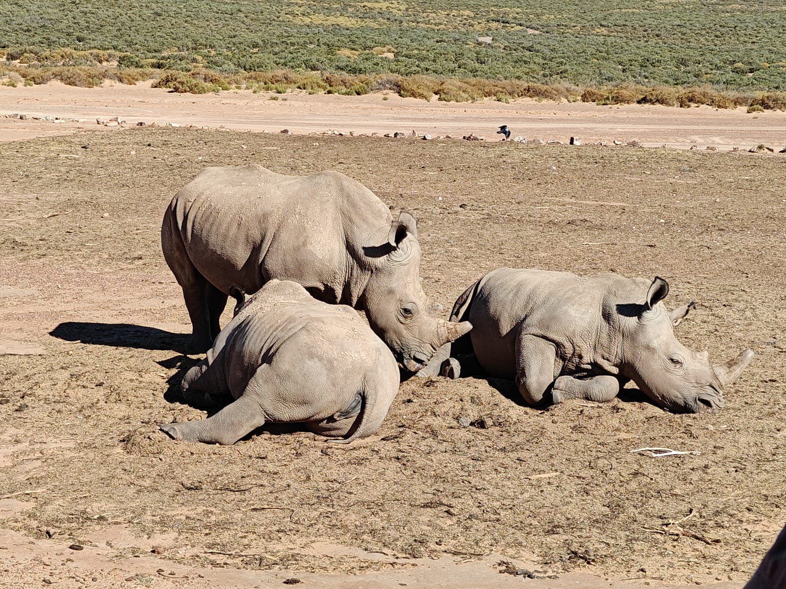 Aquila Game Reserve - Safari 47